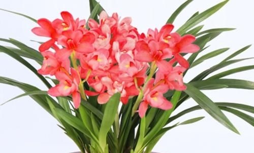 养花还不知道选啥？八种花从古到今一直受人喜欢，你家里有吗