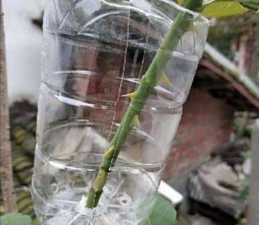 高压|月季别再扦插了,用另1种方法繁殖,更容易成活