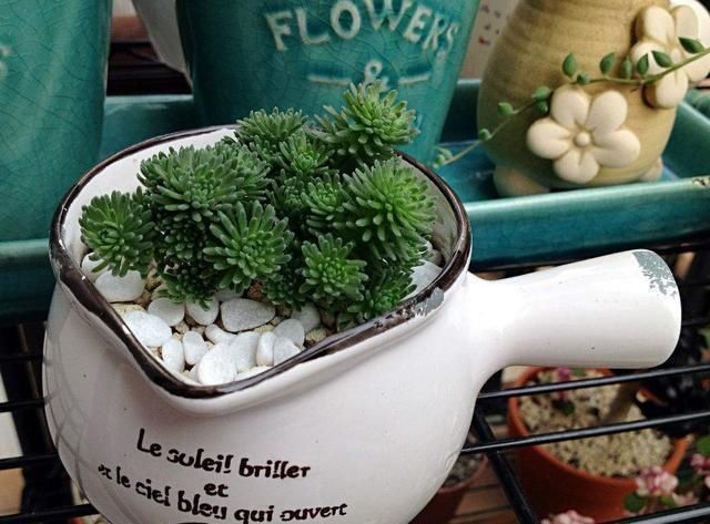 拿“开水”浇花真省事,花草长得旺,还能生花肥钱