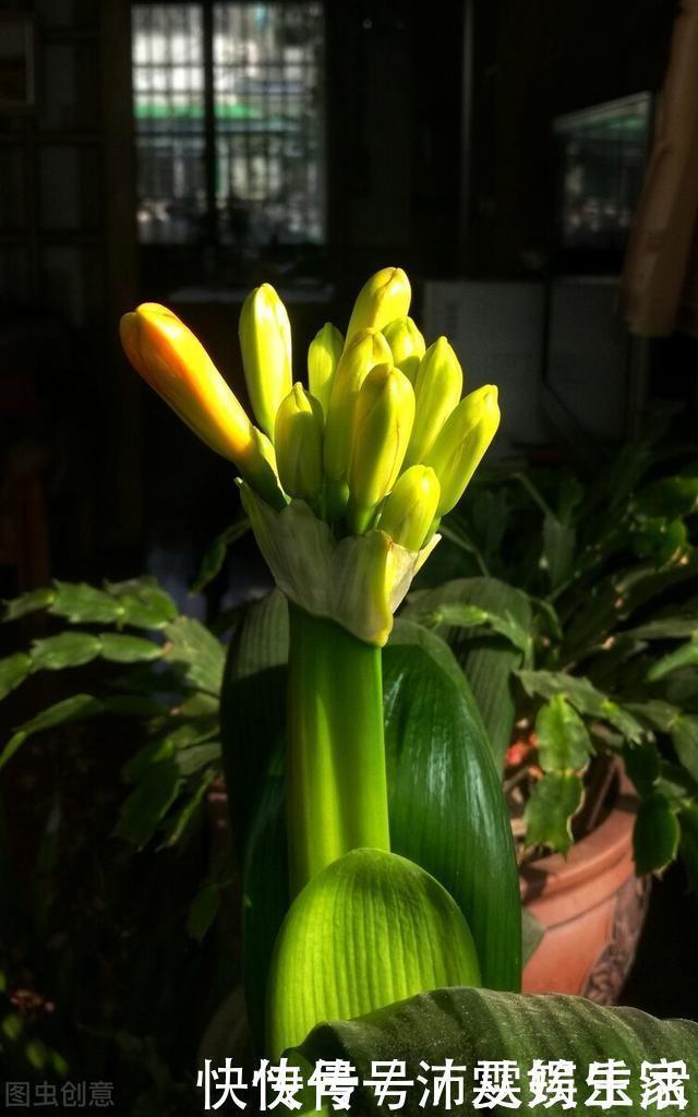 构造|让君子兰开好花的“钥匙”,就握在你手里,它的“构造”很简单