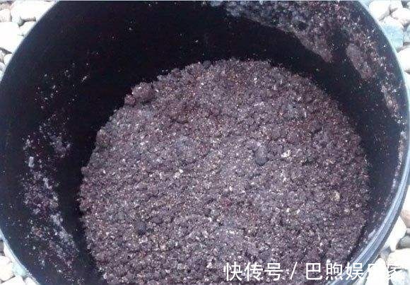 农村没人要的稻壳是养花神器，抓一把撒盆里，立马开出拳头大的花