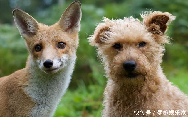 狼和狐狸能否繁殖后代