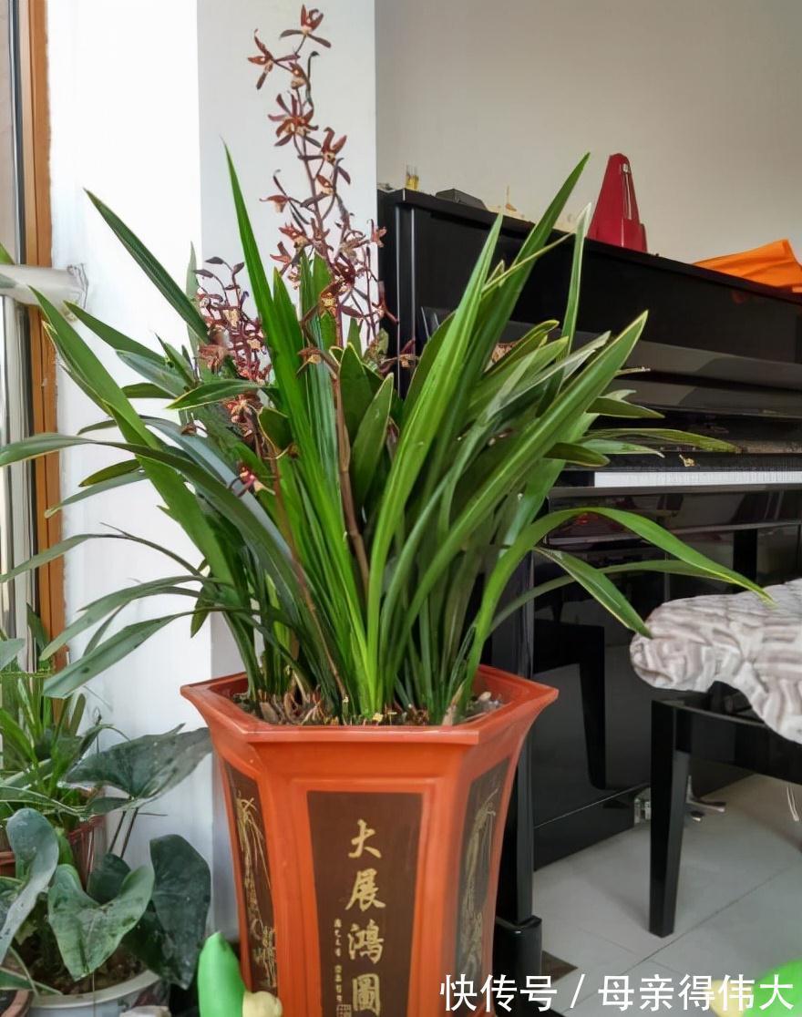 养殖|墨兰的叶片老是发黄,了解3点,及时改正,让叶片浓绿如墨