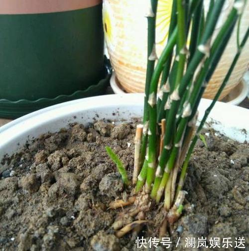 修剪|文竹如何修剪简单“1招”,新芽不断冒,株型漂亮,茁壮茂盛