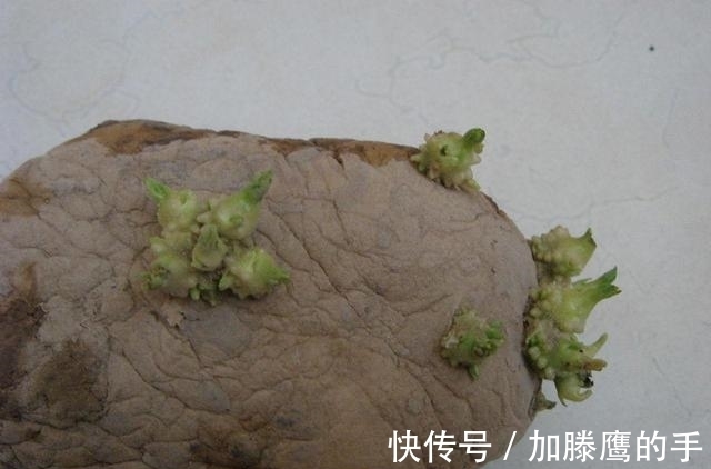 土豆发芽了，到底能不能吃？这么多年一直误解了，作用厉害