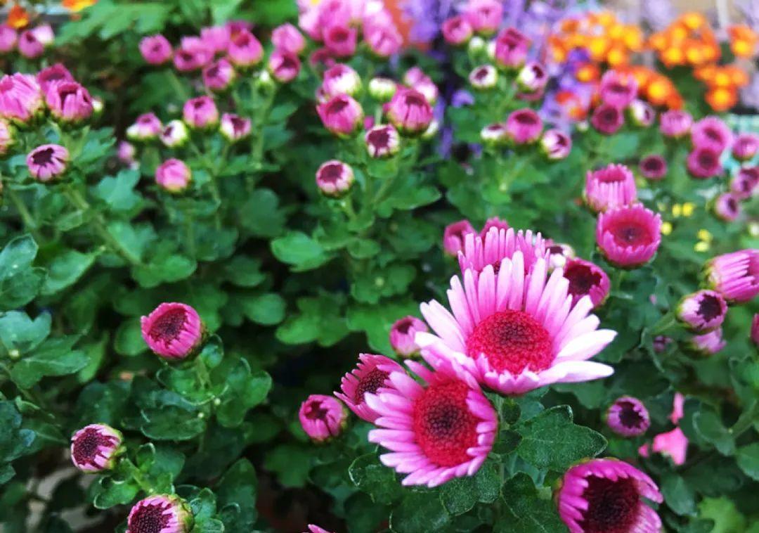 种花|8种花赶紧剃头,剃得越狠,开花越多