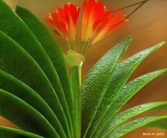 君子兰很难养养花30年的王大爷告诉你养花秘诀，养啥都爆满盆