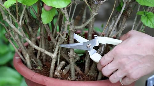 修剪|3种漂亮花，开完花快剪，浇一次肥，营养足，花开一茬接一茬