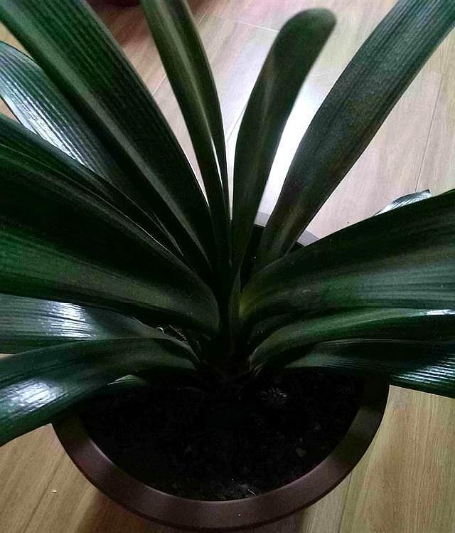 想养好君子兰,浇水方法很关键,你明白吗可别再错下去了!