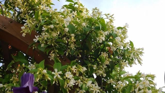 小木槿|适合用大盆种的4种花,要是用小盆种,只见叶子不见花