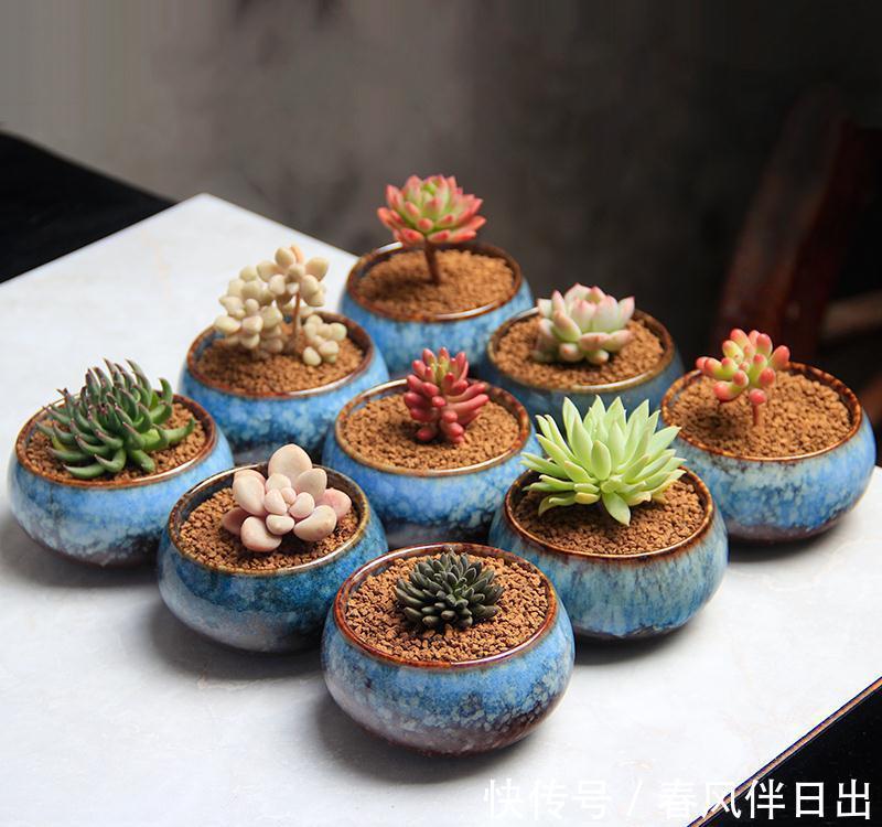 小身材作用大,花盆里少了它,多肉干透浇透也黑腐