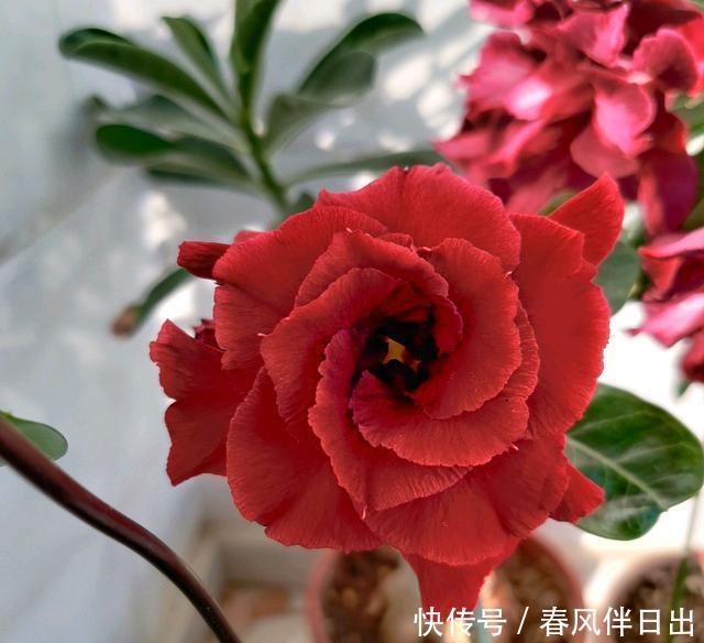 沙漠玫瑰渡劫失败，几天就直接化水，心疼我的傻妹