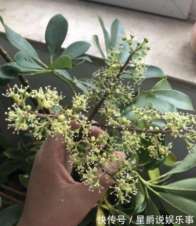 客厅盆栽植物如何达到装饰美化的目的？养4种绿植，好看又好用