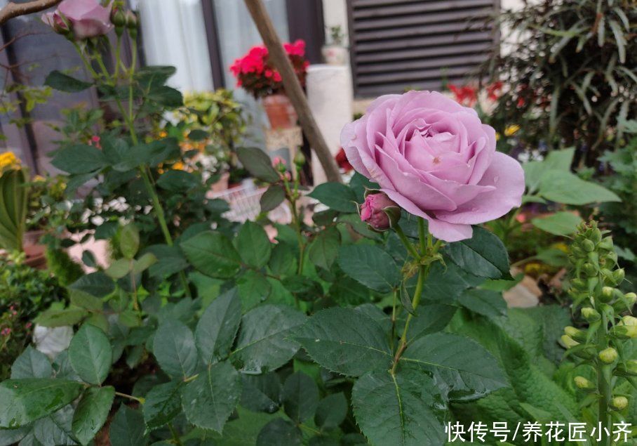 养死|养花入门很简单，记住“久病成医”，真正爱花，才能变成养花高手