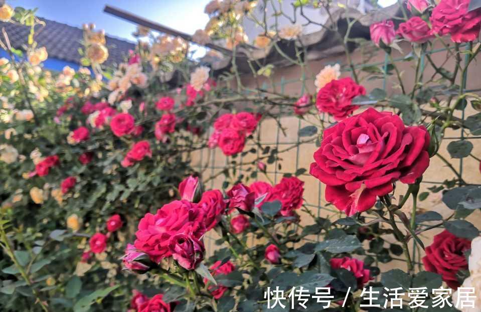 花卉|4种喜光花卉，越是多晒太阳，越是花繁叶茂，鲜艳貌美