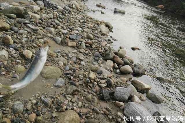 农村|农村大叔钓白条鱼，一小时为何能钓一桶？