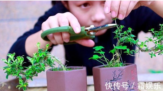修剪|喜欢养花,先戒掉7个坏习惯,不然啥花也养不好,你占了几个