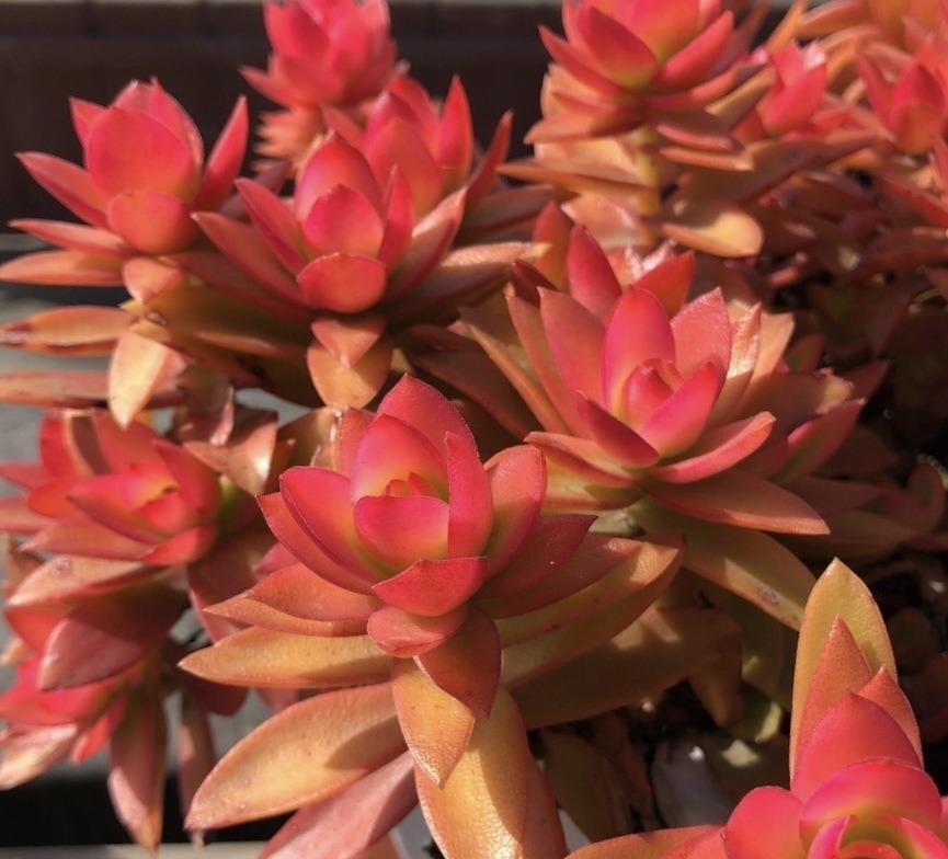 盘点10种“容易度夏”多肉，南北方花友，随便选、随便养