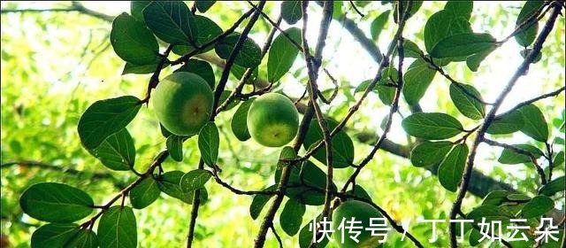 冰粉果|长得像一个秤砣，野外一长一大片，夏季还能拿来做“手搓冰粉”！