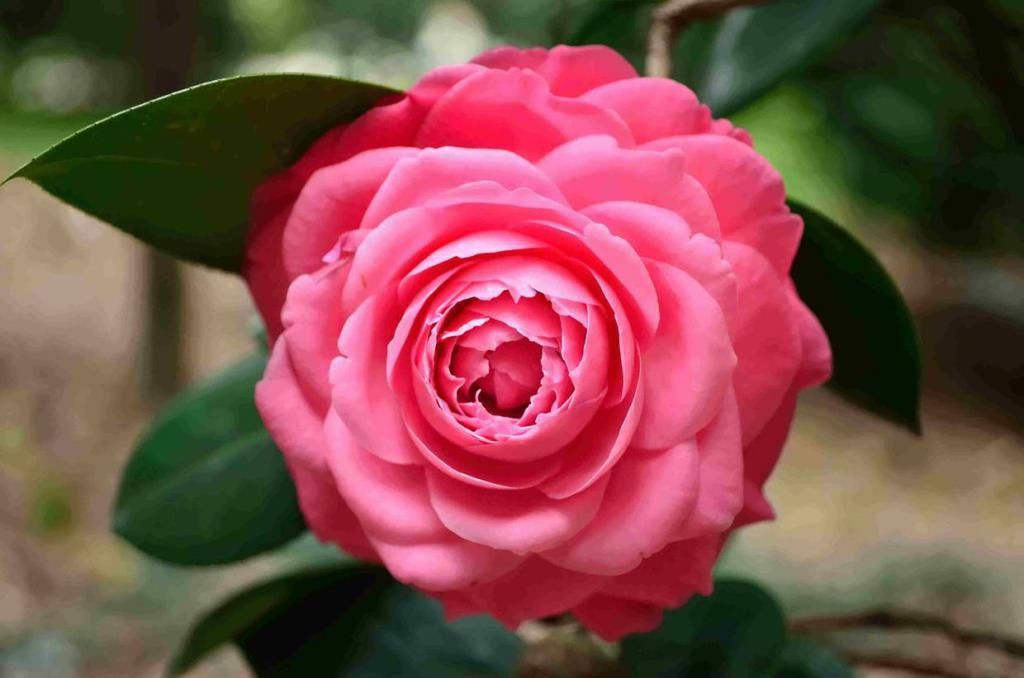  花苞掉落|茶花好不容易在秋冬冒出花苞，没几天就掉光了，哪里出了问题