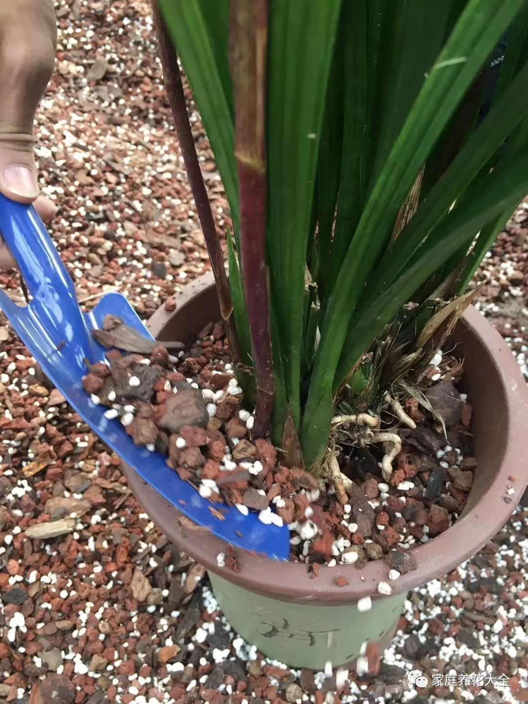 养兰花，稳抓3个“爆盆点”，新芽猛蹿，开花一片！