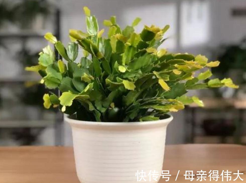 蟹爪兰花后叶片软软的,做好这四点养护,恢复快,还能二次开花