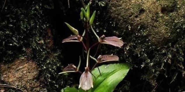 农民|这野草喜欢在石头缝里生根发芽,常被农民所忽视,殊不知珍贵难得