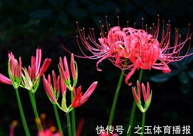 这3种花“不吉利”,再喜欢也别放在屋里养,家里有的快扔掉