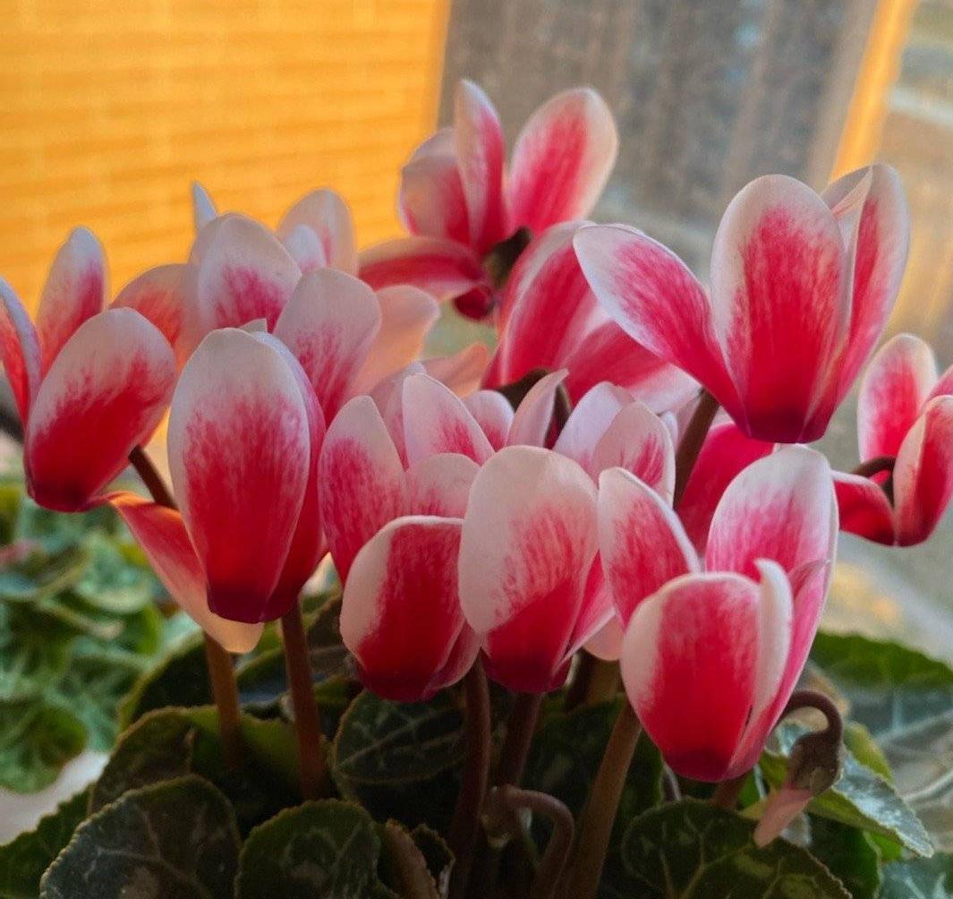 适合冬季养的“3种花”,天天有花可看,越冷花越艳、吉祥又美丽