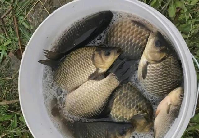 觅食|野钓经典钓位二道坎，鱼儿必经之地，这样钓增大爆护概率