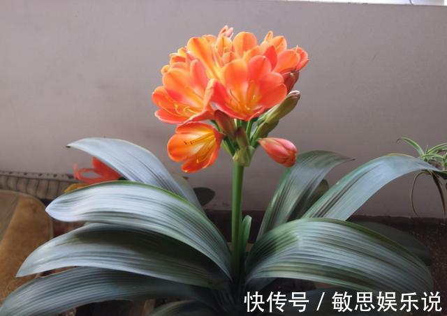 强光|养君子兰有“六怕”,你知道吗?新手一定要避开