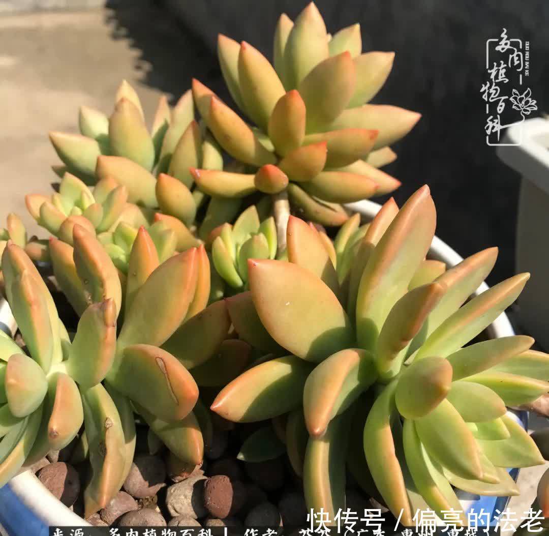 养花|一种爱好就是一种境界,养花养多肉可以培养一个人的心境!