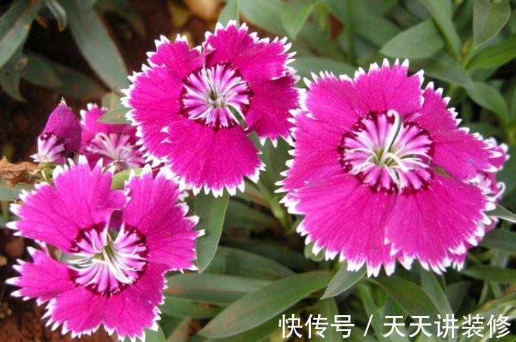 花朵|大暑过后家里阳台养此款花,花朵繁盛惹人爱,年年开花不断