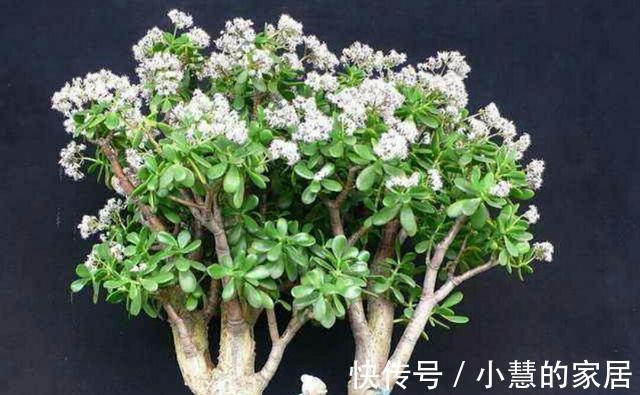 生长发育|养了多年的玉树为什么不开花？想要玉树开花，需要做好以下几点！