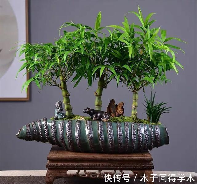 清新|一种“吉祥竹”,清新典雅寓意好,家里养几盆,旺财又守家