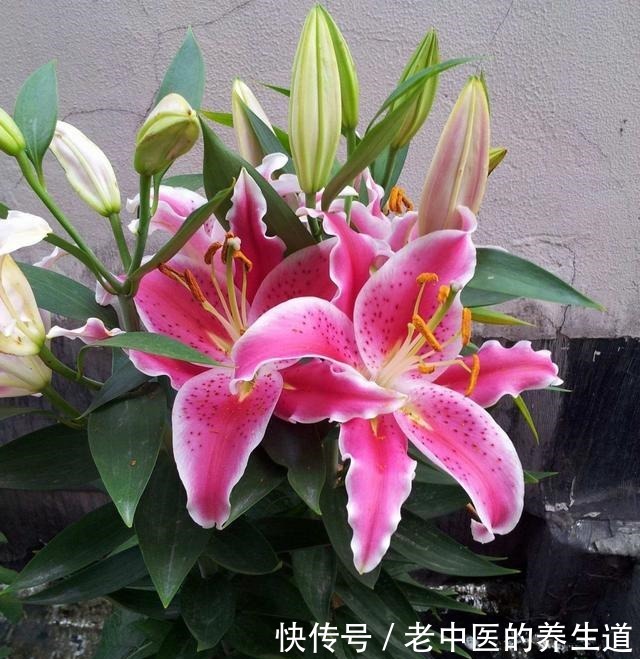 再冷也不怕的三种花卉,开出大朵大朵的花儿,香气阵阵!