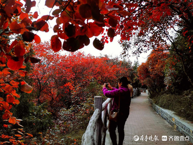 美了美了！济南郎茂山红叶观赏正当时，快去打卡吧|情报站| 观赏