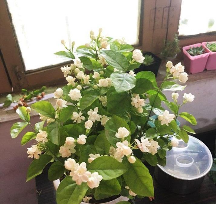 栀子花|6种“漂亮花”,7月不修剪,后悔一整年