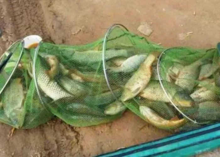 天气太冷，诱鱼太慢？那是你用过这4个打窝方式，别再傻傻不知情