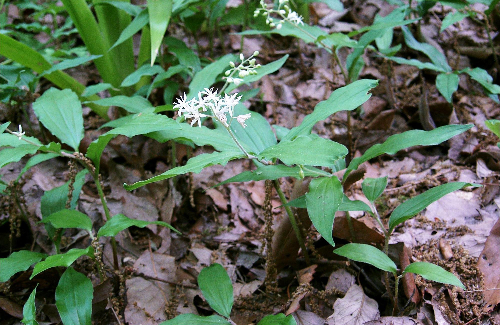 鹿药|山里一种野草,果实似樱桃,对肾有好处,价值珍贵人称“盘龙七”