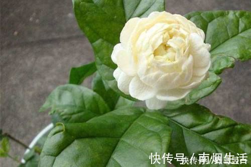 虎头茉莉|此花“人间第一香”,沾土就活,一开花就是150天,快试试吧