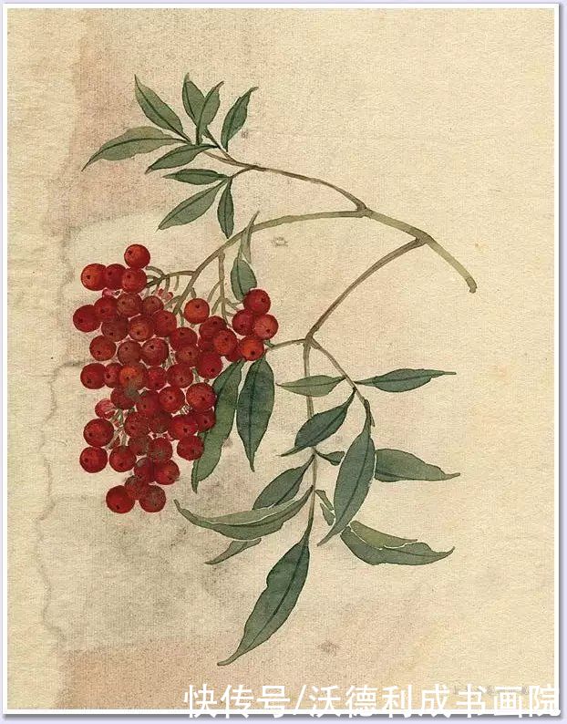 画菊|没骨百花图欣赏，美到骨子里