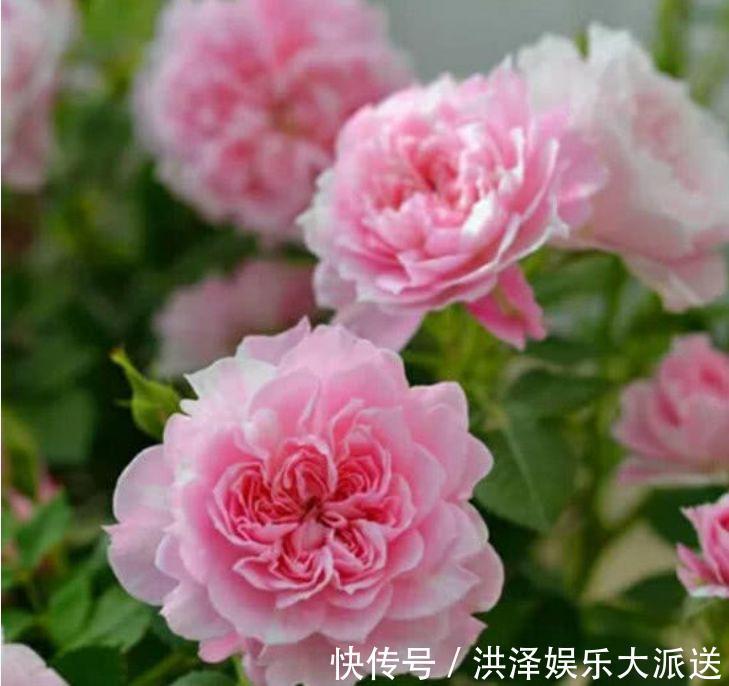 最适合新手养的4种花，沾土就能活，开花就爆盆，不易生病好养护