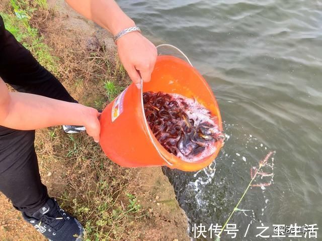 人称“水中人参”，怎么做都好吃，乡下人都吃过，可惜沦为放生鱼