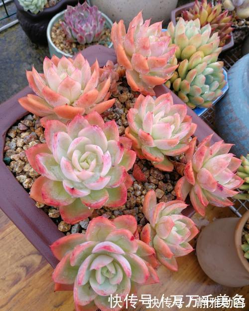 5种漂亮多肉,皮实又好养,不容易褪色,冻一冻叶片更好看!