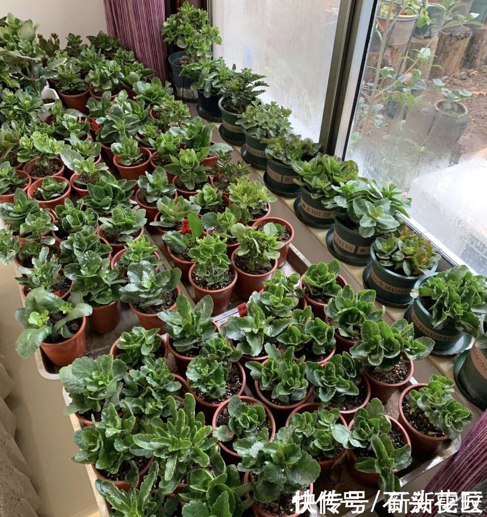 花海|她对长寿花“痴迷”,2个阳台、6个窗台都摆满了,过年开成花海