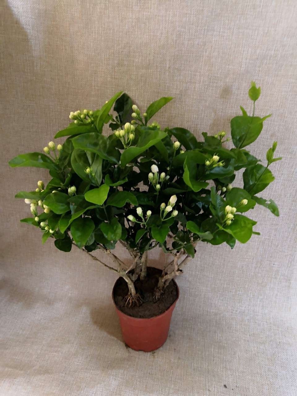 满园|茉莉花养成“老桩”,1次开花上百朵,满园花香,技巧有4个