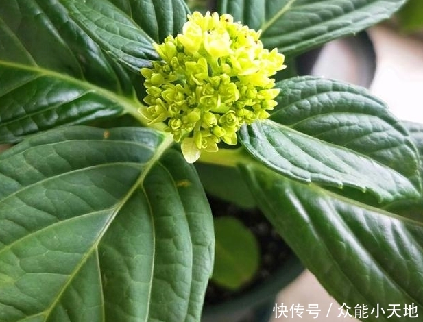 重瓣绣球 花手鞠 养开花 做好3点很重要 快资讯