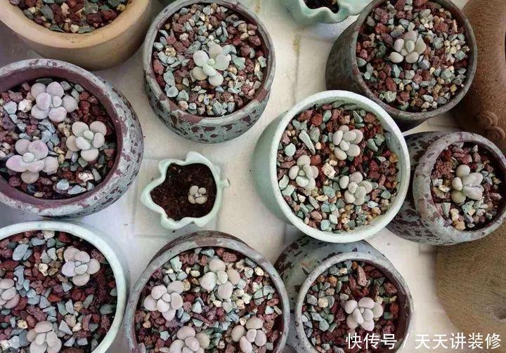 爸妈不在家,我在院子里疯狂种多肉,倍儿爽