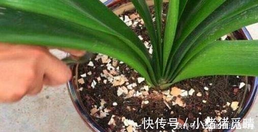 君子兰|大姐养了七年君子兰，只用3种营养肥，不花大钱也能爆盆开花！